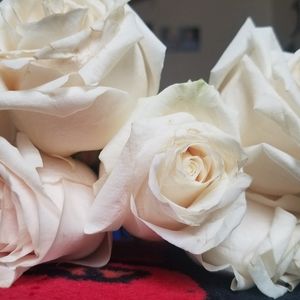 Meet your Posher, Rosie